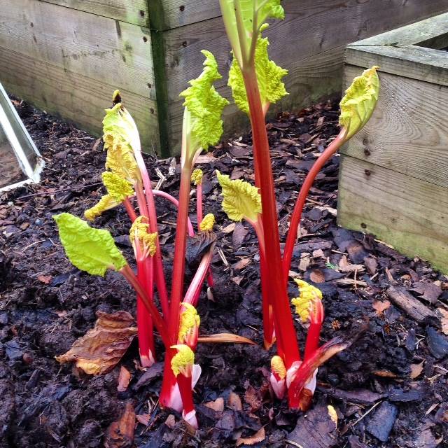 forced rhubarb 1